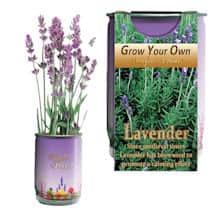 Alternate image Lavender Grow Kit