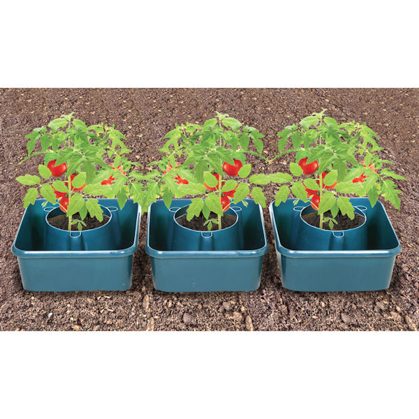 Set of 3 Tomato Grow Pots