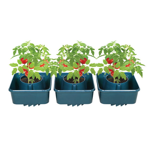 Set of 3 Tomato Grow Pots