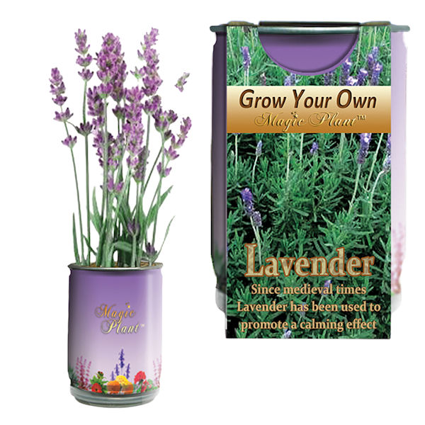 Product image for Lavender Grow Kit