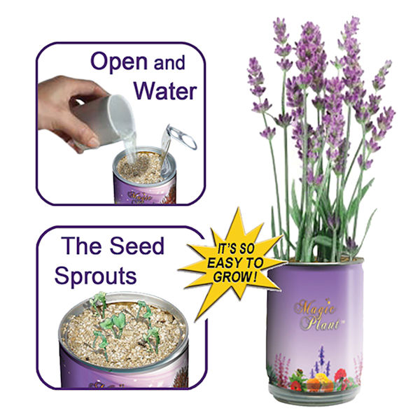Product image for Lavender Grow Kit