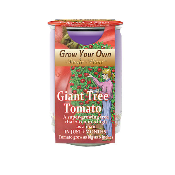 Product image for Grow Your Own Giant Tree Tomato Kit