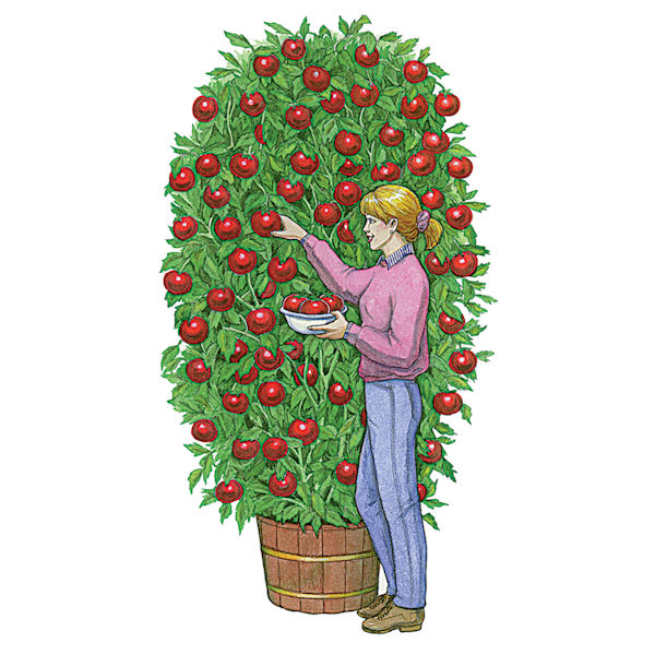 Product image for Grow Your Own Giant Tree Tomato Kit
