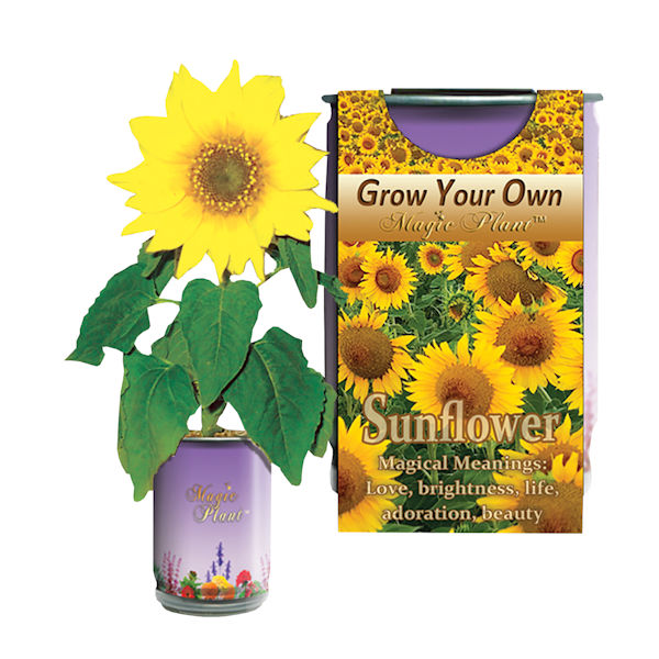 Product image for Grow Your Own Sunflowers Kit
