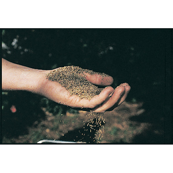 Product image for Canada Green Grass Seed - 2 Pounds