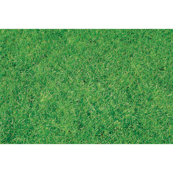 Product image for Canada Green Grass Seed - 2 Pounds