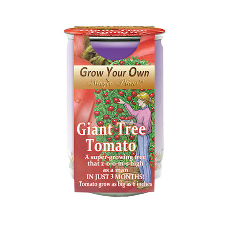 Grow Your Own Giant Tree Tomato Kit