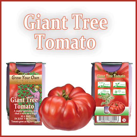 Grow Your Own Giant Tree Tomato Kit