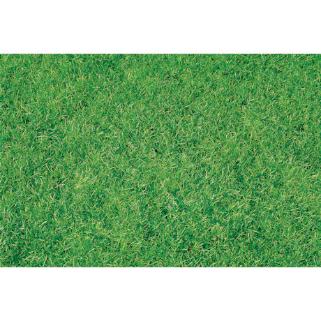 Canada Green Grass Seed - 2 Pounds