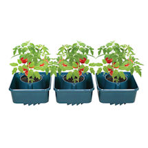 Alternate image Set of 3 Tomato Grow Pots