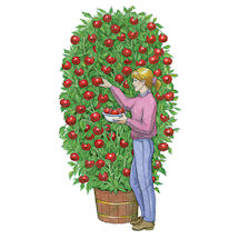 Product Image for Grow Your Own Giant Tree Tomato Kit
