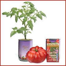 Alternate Image 2 for Grow Your Own Giant Tree Tomato Kit