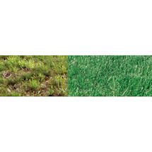 Alternate image for Canada Green Grass Seed - 2 Pounds